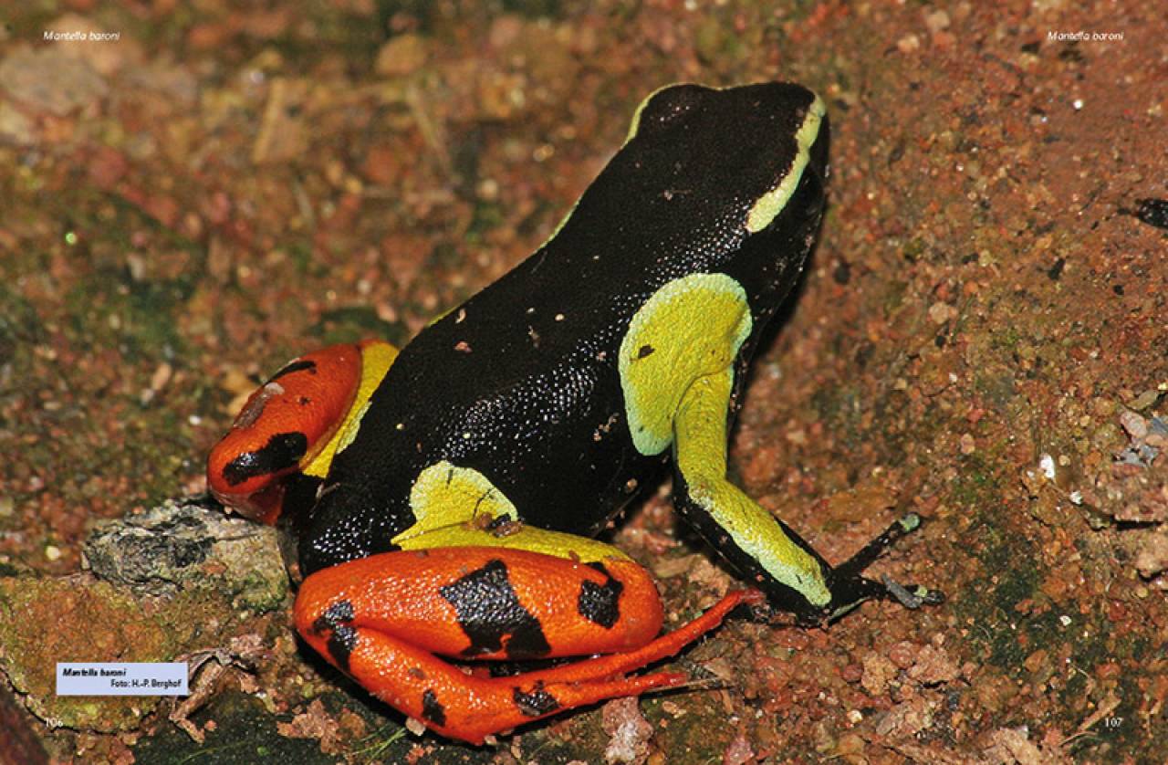 Madagaskar-Buntfrösche – Die Gattung Mantella